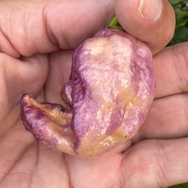 Jay's Pink Purple Ghost Scorpion - Seeds - The Pepper Pantry (Formerly Marie Sharp's)